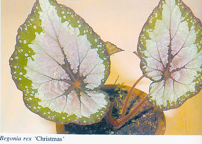 B. ‘Christmas’